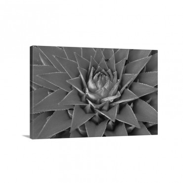 Pingwing Bromeliad Enormous Flower Belonging To The Pineapple Family Wall Art - Canvas - Gallery Wrap