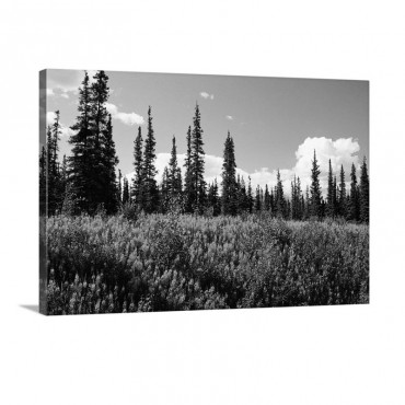 Pink Fireweed Flowers Blooming In Forest Clearing Alaska Wall Art - Canvas - Gallery Wrap