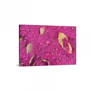 Pink Petals Carpet The Forest Floor Coca Amazon Ecuador Wall Art - Canvas - Gallery Wrap