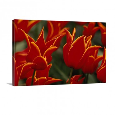 Queen Of Sheba Tulips Lily Flowering Shape Europe Wall Art - Canvas - Gallery Wrap