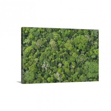 Rainforest Canopy Yasuni National Park Amazon Ecuador Wall Art - Canvas - Gallery Wrap