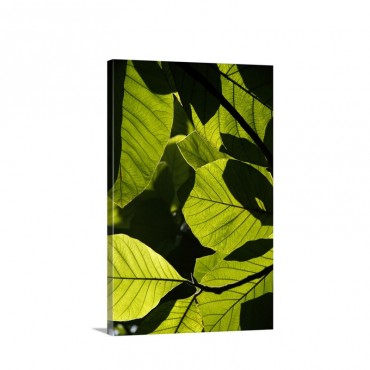 Rainforest Leaves Showing Sunlight And Shadow Patterns Borneo Malaysia Wall Art - Canvas - Gallery Wrap