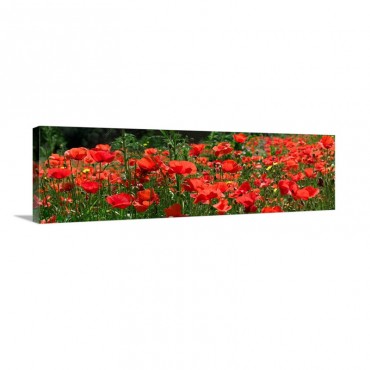 Red Poppy Field Europe Wall Art - Canvas - Gallery Wrap