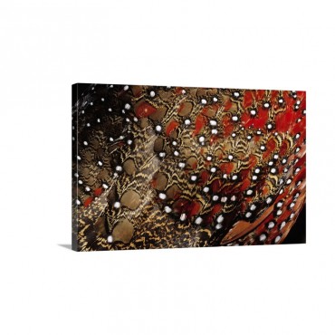 Ring Necked Pheasant Phasianus Colchicus Detail Of Back Feathers From A Male Europe Wall Art - Canvas - Gallery Wrap