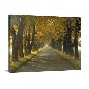 Road W Autumn Trees Sweden Wall Art - Canvas - Gallery Wrap