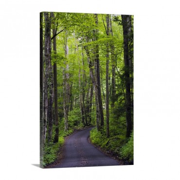 Roaring Fork Road Winding Through Spring Forest Great Smoky Mountains National Park Tennessee Wall Art - Canvas - Gallery Wrap