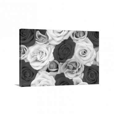 Rose Rosa Sp Flowers North America And Europe Wall Art - Canvas - Gallery Wrap