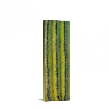Saguaro Carnegiea Gigantea Cactus Close Up Of Trunk And Spines North America Wall Art - Canvas - Gallery Wrap