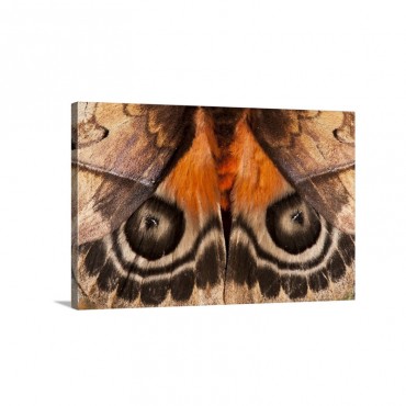 Saturniid Moth False Eyespots On Wings Yasuni National Park Amazon Ecuador Wall Art - Canvas - Gallery Wrap