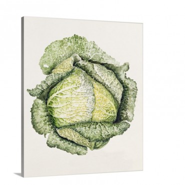 Savoy Cabbage Wall Art - Canvas - Gallery Wrap