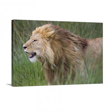 Side Profile Of A Lion In A Forest Ngorongoro Conservation Area Tanzania Panthera Leo Wall Art - Canvas - Gallery Wrap