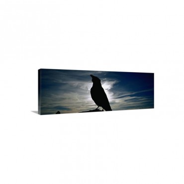 Silhouette Of A Raven At Dusk Yellowstone National Park Wyoming Corvus Corax Wall Art - Canvas - Gallery Wrap