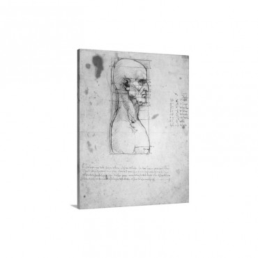 Sketch Of The Head Proportions Base On Vitruvius Wall Art - Canvas - Gallery Wrap