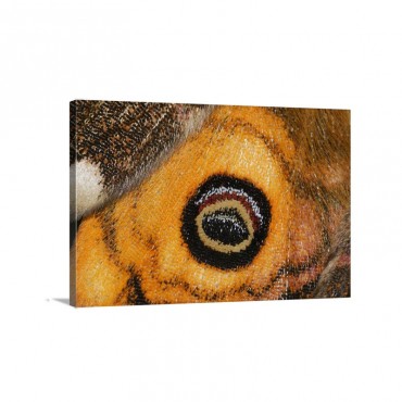 Small Emperor Moth False Eye On Wing Of Male Switzerland Wall Art - Canvas - Gallery Wrap