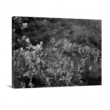 Song Sparrow Bird On Blooming Scotch Broom Plant Wall Art - Canvas - Gallery Wrap