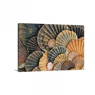 St James Scallop Shells Donana National Park Andalucia Spain Wall Art - Canvas - Gallery Wrap