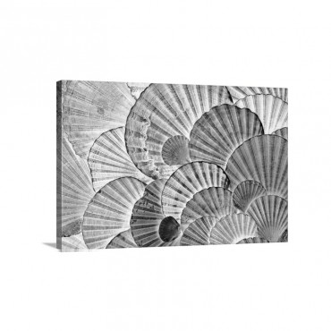 St James Scallop Shells Seen In Utraviolet Light Andalucia Spain Wall Art - Canvas - Gallery Wrap