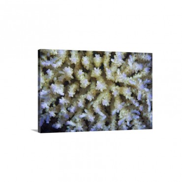 Stony Coral Wall Art - Canvas - Gallery Wrap