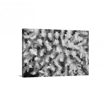 Stony Coral Wall Art - Canvas - Gallery Wrap