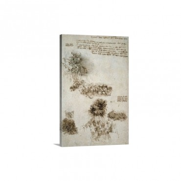 Study Of Nature Drawing By Leonardo Da Vinci Codex Leicester 1508 1510 Wall Art - Canvas - Gallery Wrap
