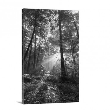 Sunbeams In Dense Forest Great Smoky Mountains National Park Tennessee Wall Art - Canvas - Gallery Wrap