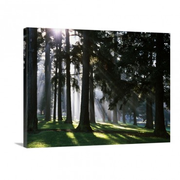 Sunbeams Through Misty Trees Oregon United States Wall Art - Canvas - Gallery Wrap