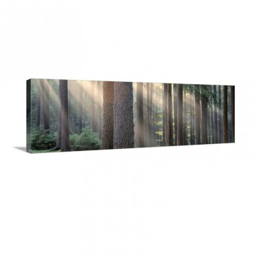Sunlight Shining Through Trees In A Forest South Bohemia Czech Republic Wall Art - Canvas - Gallery Wrap
