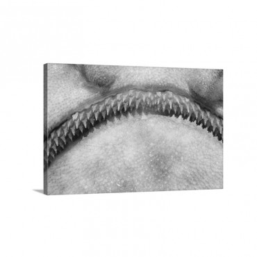 Swell Shark Cephaloscyllium Ventriosum Close Up Of Teeth Wall Art - Canvas - Gallery Wrap