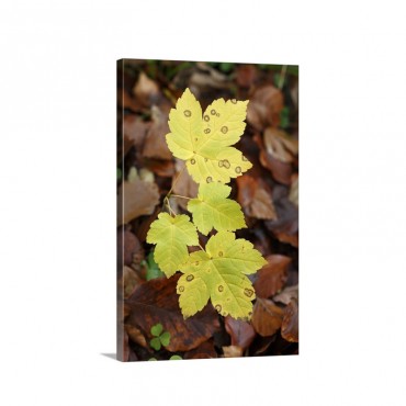 Sycamore New Growth Leaves In Autumn Hessen Germany Wall Art - Canvas - Gallery Wrap