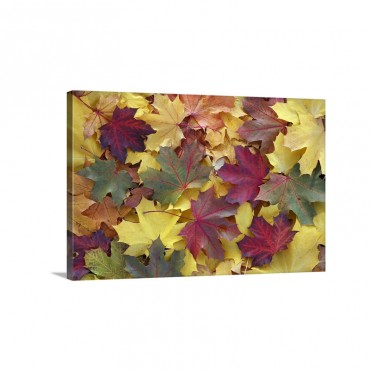 Sycamore Leaves In Autumn Hessen Germany Wall Art - Canvas - Gallery Wrap