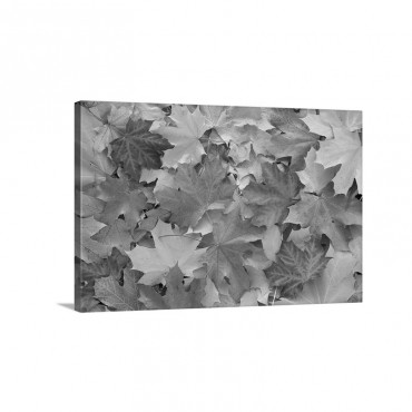 Sycamore Leaves In Autumn Hessen Germany Wall Art - Canvas - Gallery Wrap
