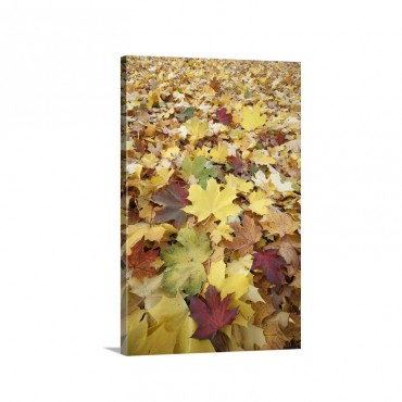 Sycamore Laves In Autumn Hessen Germany Wall Art - Canvas - Gallery Wrap