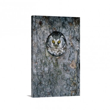 Tengmalm''s Owl Or Boreal Owl Peaking Through Hole In Tree Sweden Wall Art - Canvas - Gallery Wrap