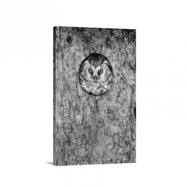 Tengmalm''s Owl Or Boreal Owl Peaking Through Hole In Tree Sweden Wall Art - Canvas - Gallery Wrap