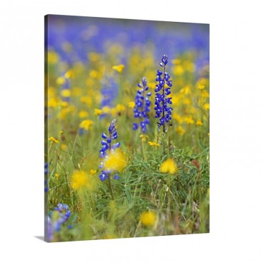 Texas Bluebonnet Flowers In Bloom Among Yellow Wildflowers Selective Focus Texas Wall Art - Canvas - Gallery Wrap