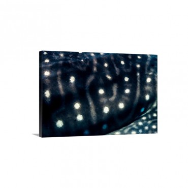 The Spots And Mosaic Line Markings On The Skin Of A Whale Shark Wall Art - Canvasc - Gallery Wrap