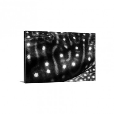 The Spots And Mosaic Line Markings On The Skin Of A Whale Shark Wall Art - Canvasc - Gallery Wrap
