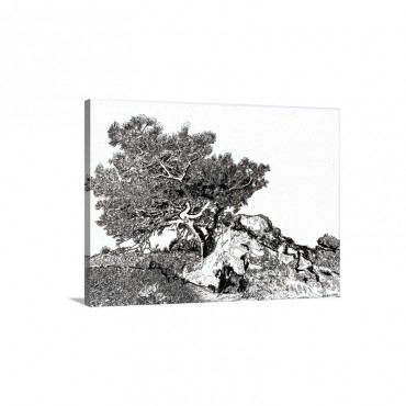 Torrey Pine Tree Drawing Wall Art - Canvas - Gallery Wrap