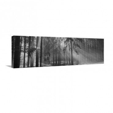 Trees Titisee Germany Wall Art - Canvas - Gallery Wrap