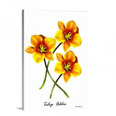 Tulip Tulip Addis Illustration Wall Art - Canvas - Gallery Wrap