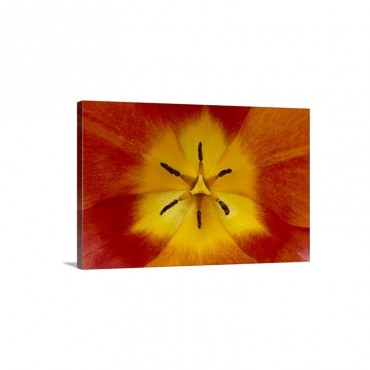 Tulip Detail Showing Pistil And Stamens Cultivated Worldwide Wall Art - Canvas - Gallery Wrap