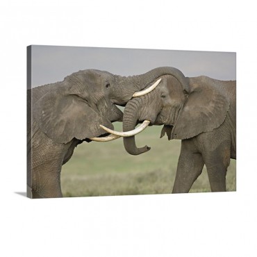 Two African Elephants Fighting In A Field Ngorongoro Crater Arusha Region Tanzania Loxodonta Africana Wall Art - Canvas - Gallery Wrap