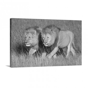 Two Lion Brothers Walking In A Forest Ngorongoro Conservation Area Arusha Region Tanzania Panthera Leo Wall Art - Canvas - Gallery Wrap