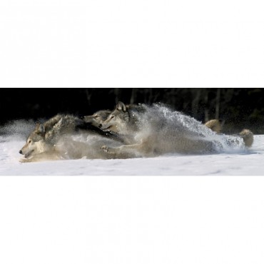 Pack Of Grey Wolves Running Through Deep Snow