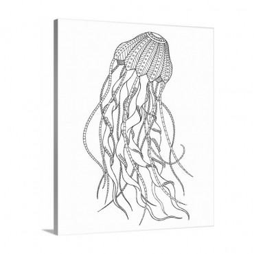Jellyfish