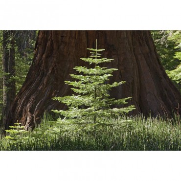 Baby Redwood Tree In Front Of Parent Redwood Forest Yosemite California