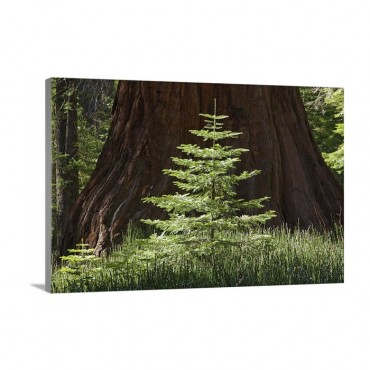 Baby Redwood Tree In Front Of Parent Redwood Forest Yosemite California