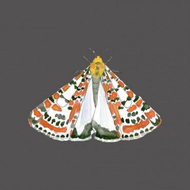 Speckled Moth Gray