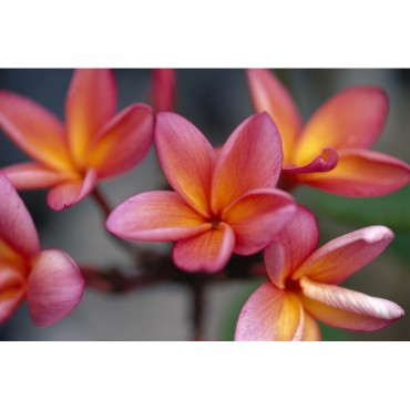 Hawaii Close Up Of Pink Yellow Plumeria Flowers