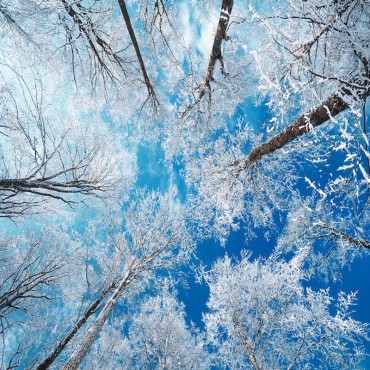 Frozen Sky